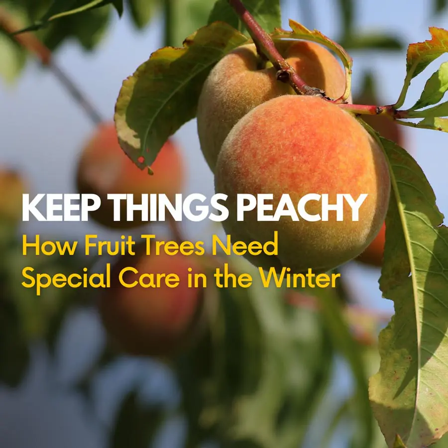 Keep Things Peachy: How to Care for Peach and Nectarine Fruit Trees in Winter at Payless Hardware, Rockery and Nursery