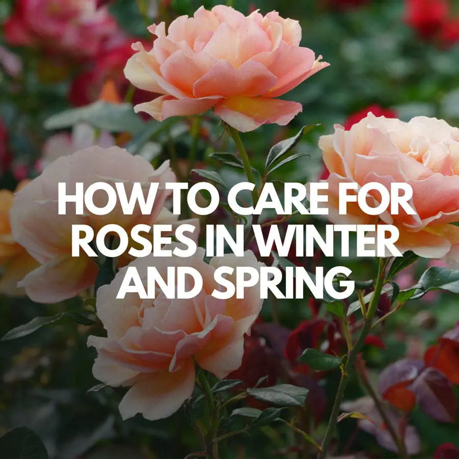 1 PLAH - Feb 2023 - Blog Cover How to Care for Roses in Winter and Spring from Payless Hardware Rockery and Nursery