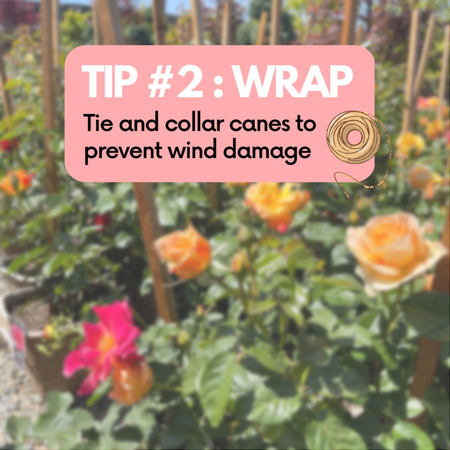 Rose Care Helpful Tip 2 Wrap Tie and collar canes to prevent wind damage at Payless Hardware Rockery and Nursery