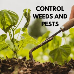 control weeds and pests