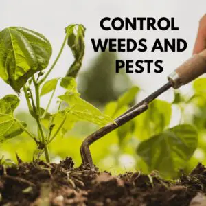 control weeds and pests